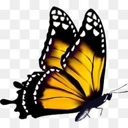 成人96蝴蝶视频教程,成人舞蹈入门与进阶技巧解析-第2张图片-同人3d动漫 成人96蝴蝶视频教程,成人舞蹈入门与进阶技巧解析-第2张图片-同人3d动漫