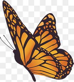 成人96蝴蝶视频教程,成人舞蹈入门与进阶技巧解析-第3张图片-同人3d动漫 成人96蝴蝶视频教程,成人舞蹈入门与进阶技巧解析-第3张图片-同人3d动漫