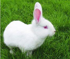 趣味成人衣服兔子视频,趣味兔子装视频带你领略成人时尚新潮流-第1张图片-同人3d动漫 趣味成人衣服兔子视频,趣味兔子装视频带你领略成人时尚新潮流-第1张图片-同人3d动漫