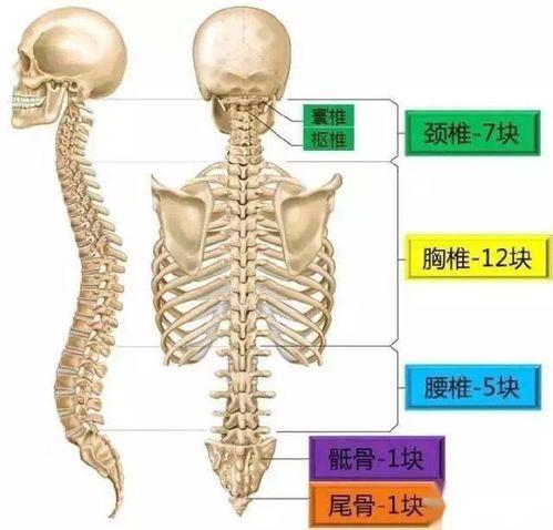 成人脊柱牵引图片视频,揭秘成人脊椎健康恢复之道-第1张图片-同人3d动漫