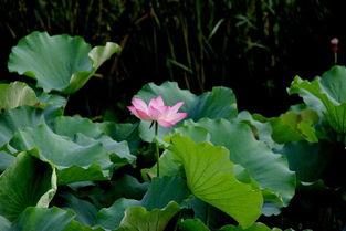 成人荷花杯独舞视频大全,荷花杯独舞风采集锦-第1张图片-同人3d动漫 成人荷花杯独舞视频大全,荷花杯独舞风采集锦-第1张图片-同人3d动漫