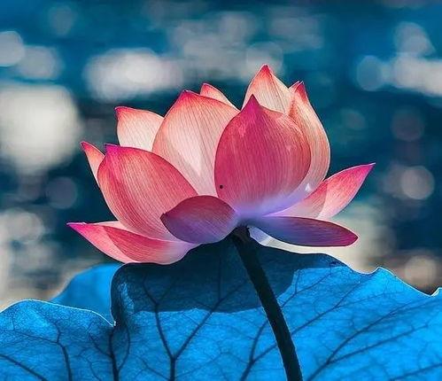 成人荷花杯独舞视频大全,荷花杯独舞风采集锦-第3张图片-同人3d动漫 成人荷花杯独舞视频大全,荷花杯独舞风采集锦-第3张图片-同人3d动漫