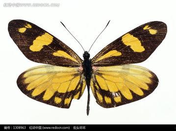 花蝴蝶成人免费视频-第2张图片-同人3d动漫