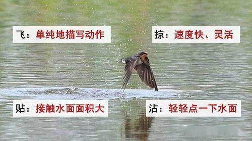 燕子成人朗诵视频大全集,燕子成人朗诵艺术风采集锦-第1张图片-同人3d动漫