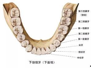 成人补牙事故视频大全最新,视频大全警示录-第1张图片-同人3d动漫